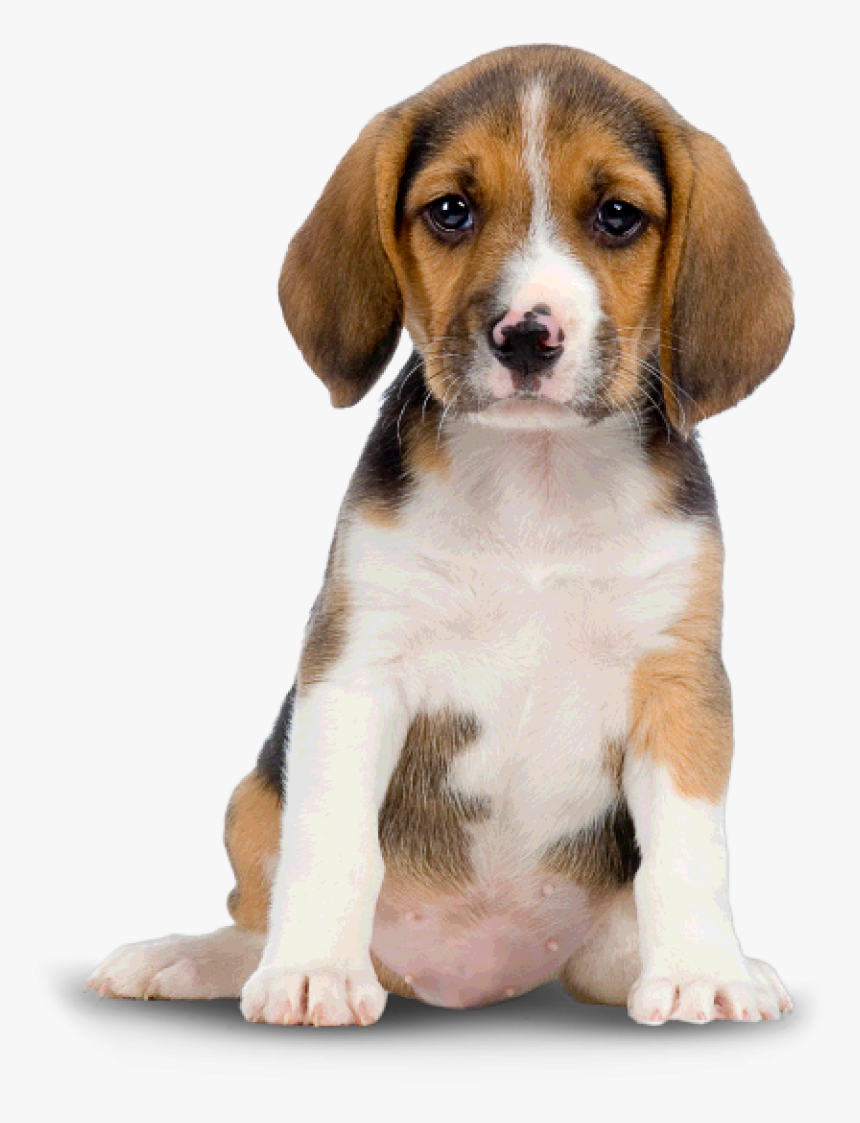 Cute Dog Png Image - Dog Png, Transparent Png