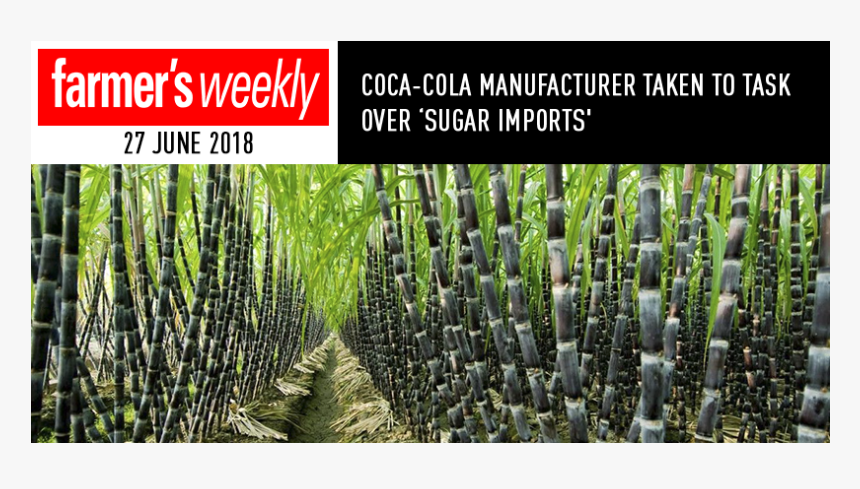 Gmo Sugarcane, HD Png Download