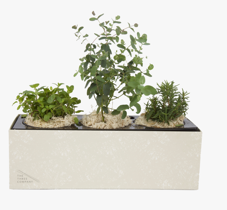 Sageretia Theezans, HD Png Download