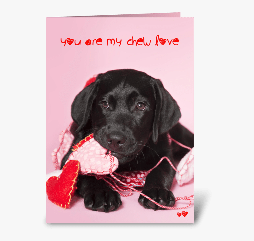Chew Love Black Labrador Retriever Greeting Card - Black Lab Valentines, HD Png Download