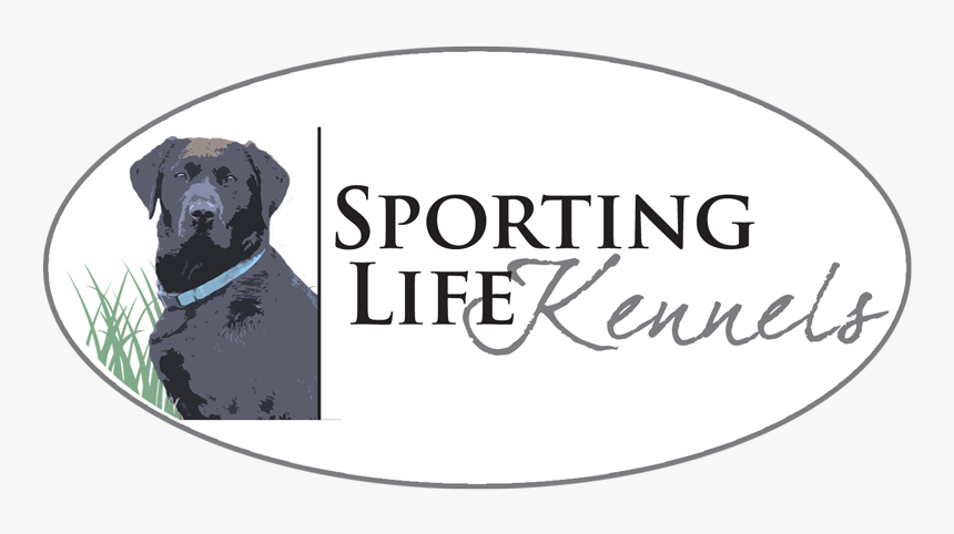 Labrador Retriever Png, Transparent Png