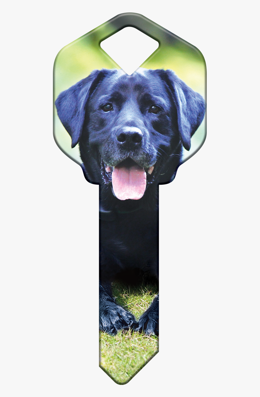 Labrador Retriever, HD Png Download