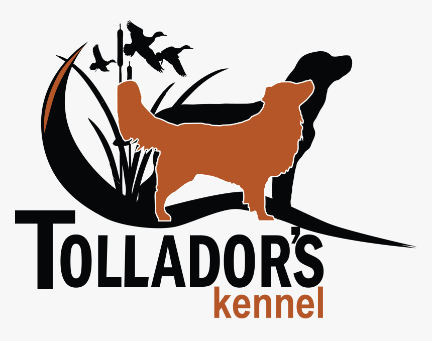 Dog Catches Something, HD Png Download