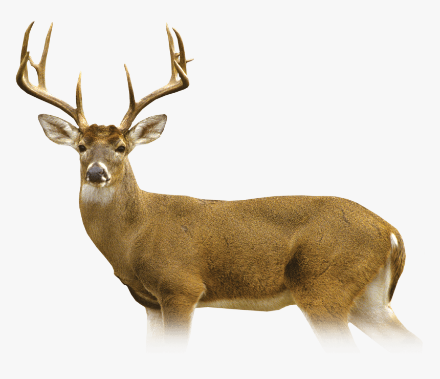 Elk, HD Png Download