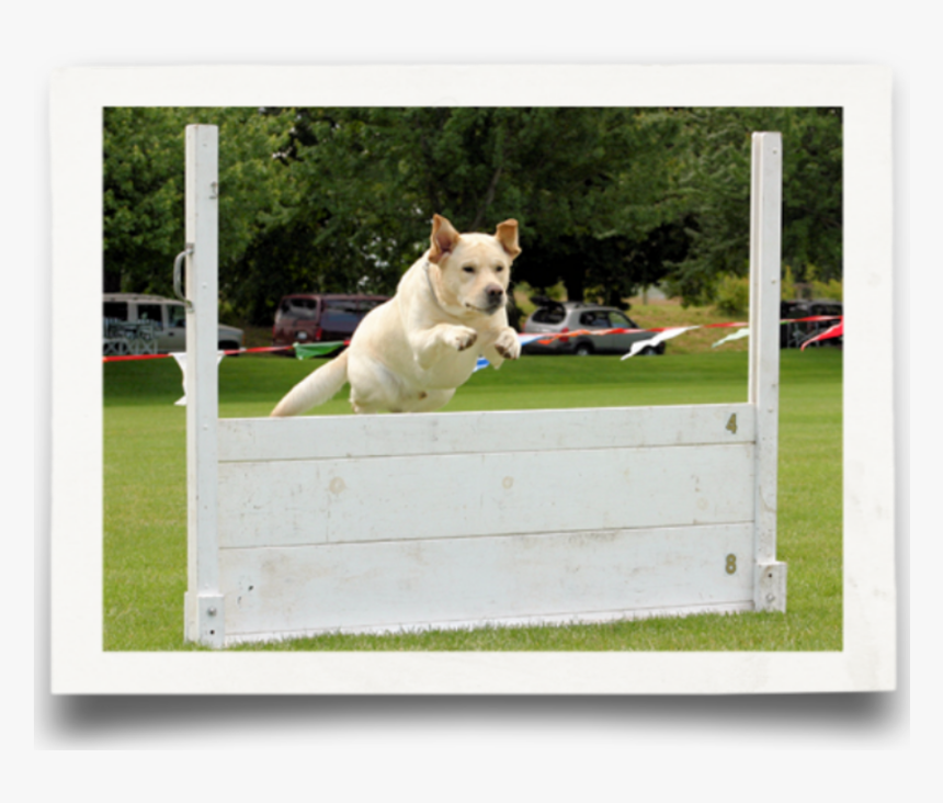 Dog Jumps, HD Png Download
