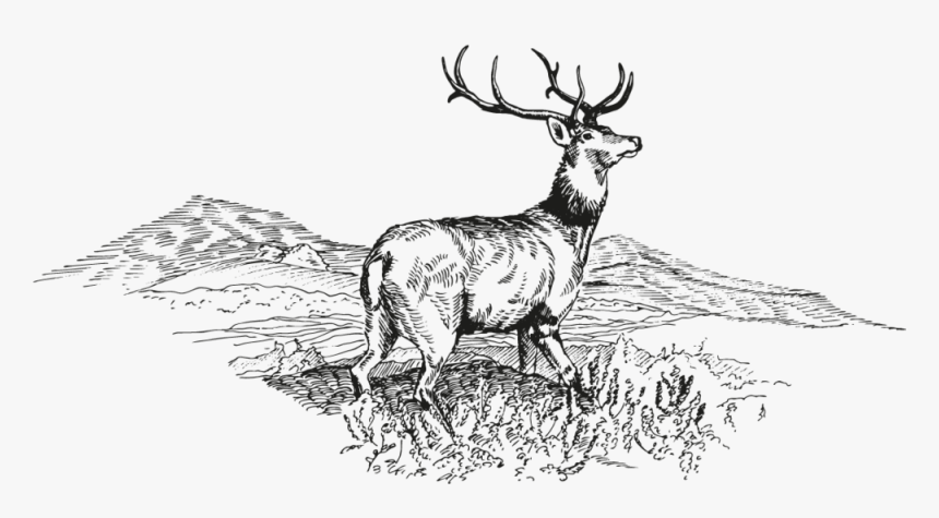 Deer - Sketch, HD Png Download
