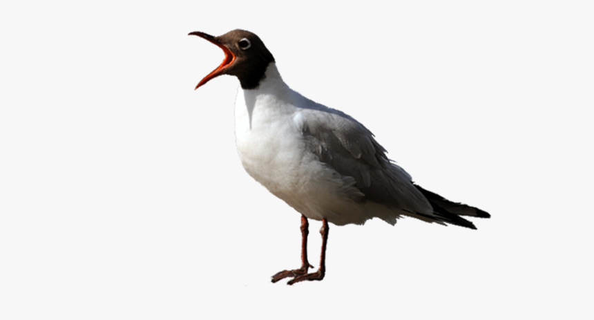 Tubes Oiseaux - Seabird, HD Png Download