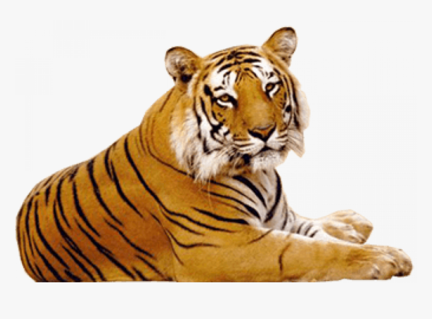 Sitting - - Tiger Photo Hd Png, Transparent Png