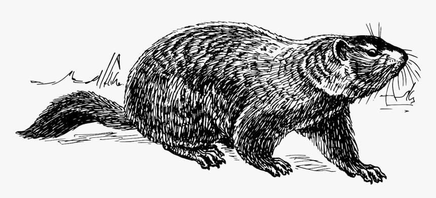 Transparent Groundhog Day Png - Ground Hog Drawing, Png Download