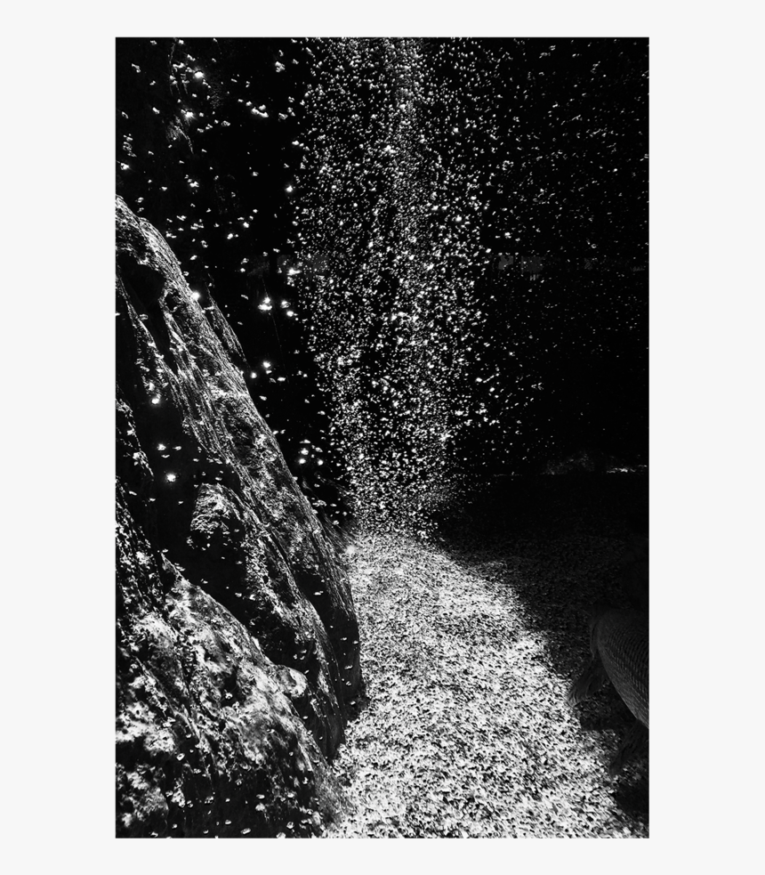 Clip Art White Photography Ono Gallery - Monochrome, HD Png Download