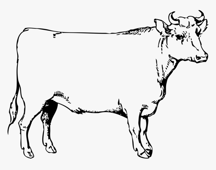 Transparent Longhorn Png - Ox Clip Art, Png Download