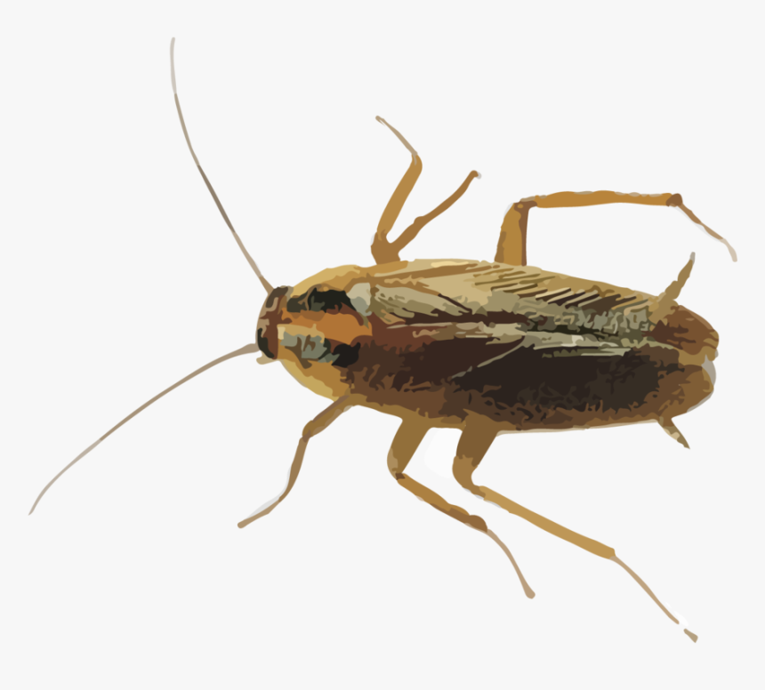 Hr Cockroaches, HD Png Download