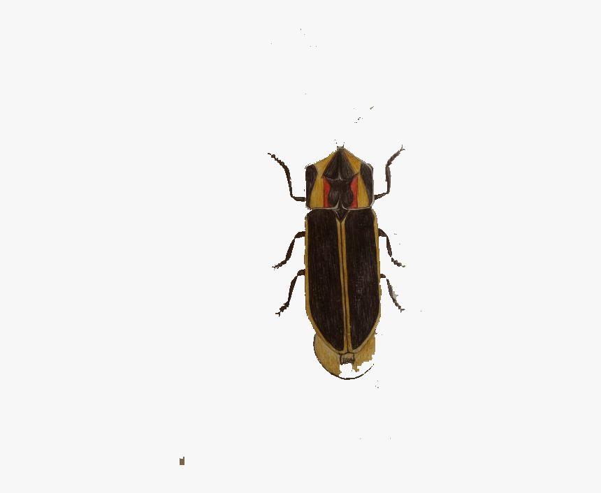 Cockroach Insect Blattodea - Soldier Beetle, HD Png Download