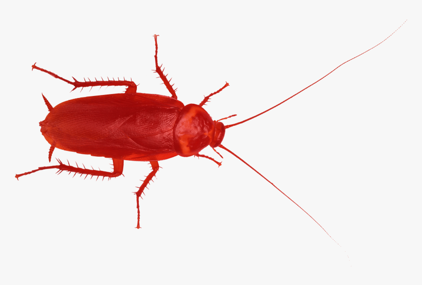 Red Cockroache - Red Cockroach Transparent, HD Png Download