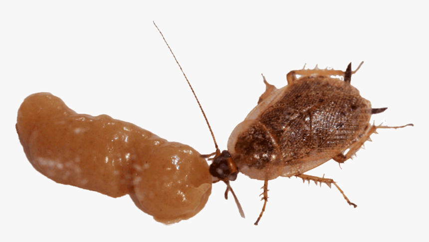 Exterminator Spraying Insecticides And Killing Bugs - Cockroach Eating Gel Bait, HD Png Download
