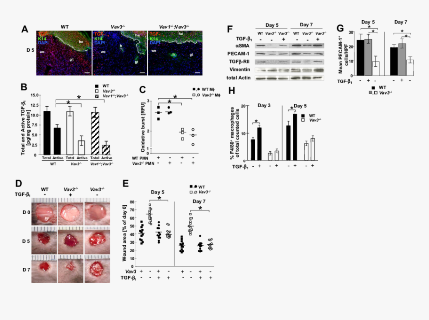 Diagram, HD Png Download