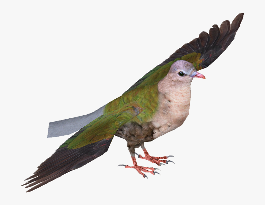 Common Emerald Dove - Common Emerald Dove Flying, HD Png Download