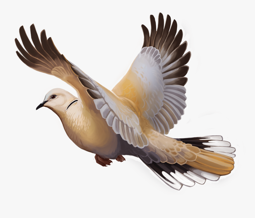Image - Eurasian Collared Dove Expansion, HD Png Download