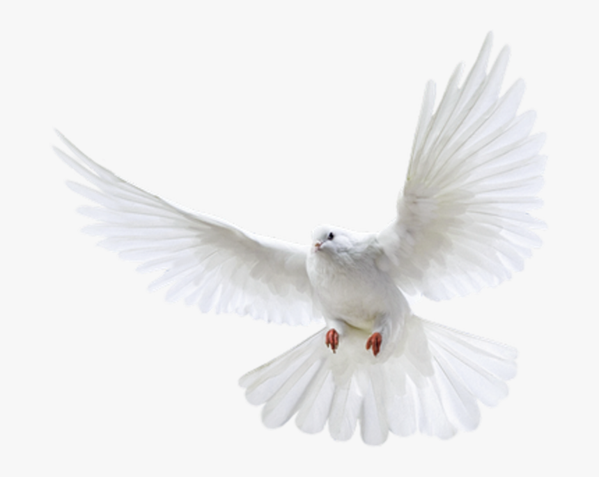 Dove Png Transparent Background, Png Download