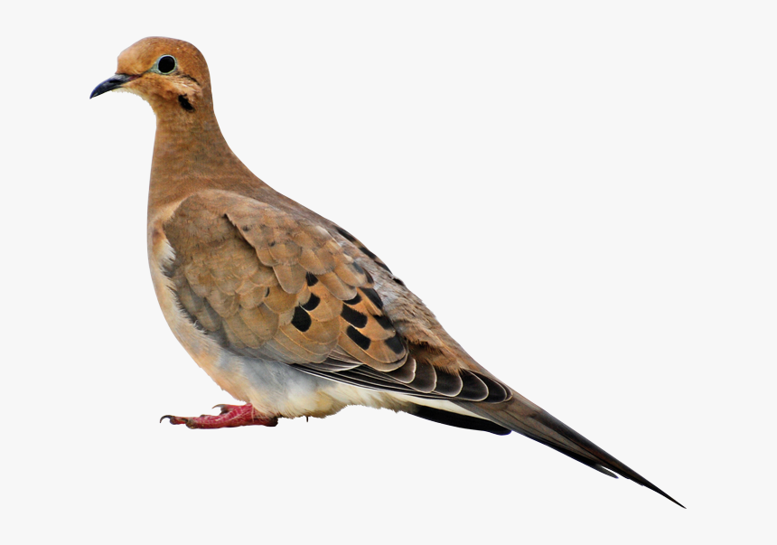 Mourning Dove Transparent, HD Png Download