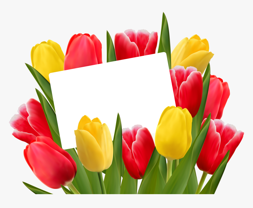 Red And Yellow Tulips Png, Transparent Png