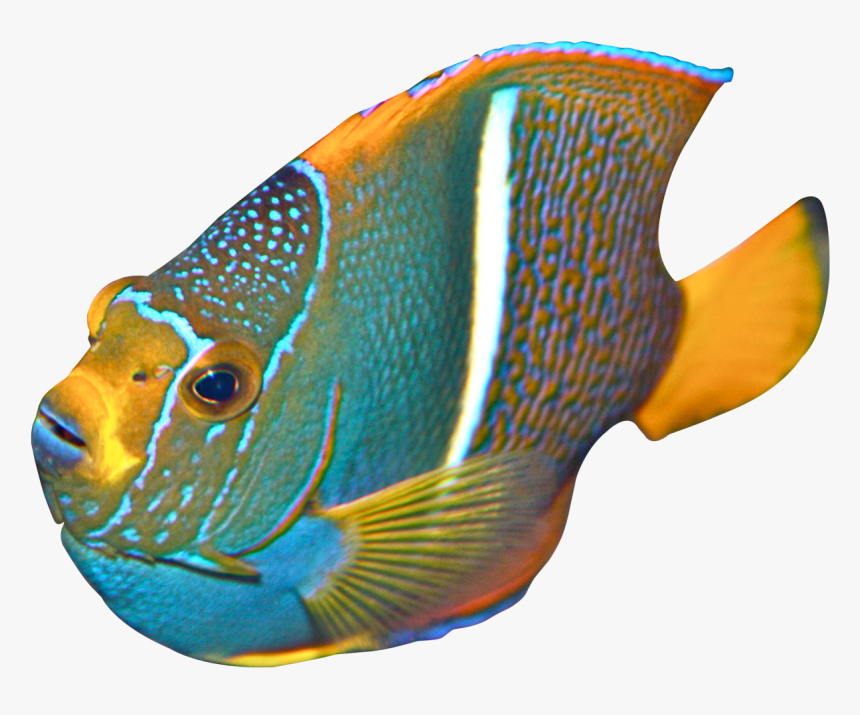 Angelfish - Angelfish Png, Transparent Png