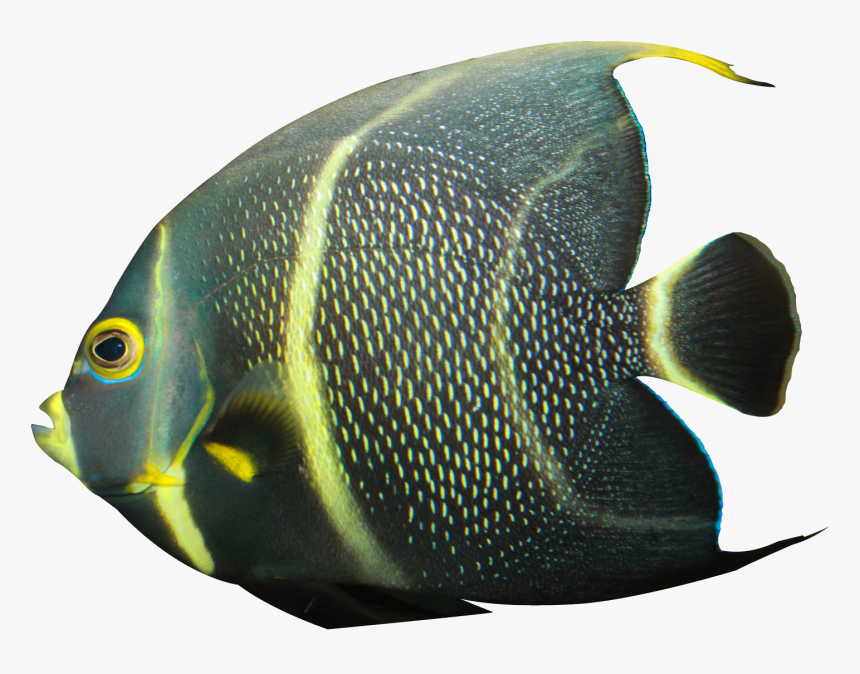 Angelfish Png Transparent Image - Angelfish Png, Png Download