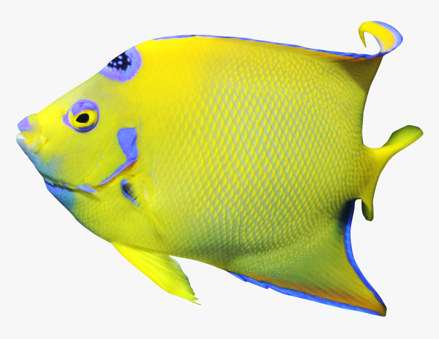Angelfish, HD Png Download