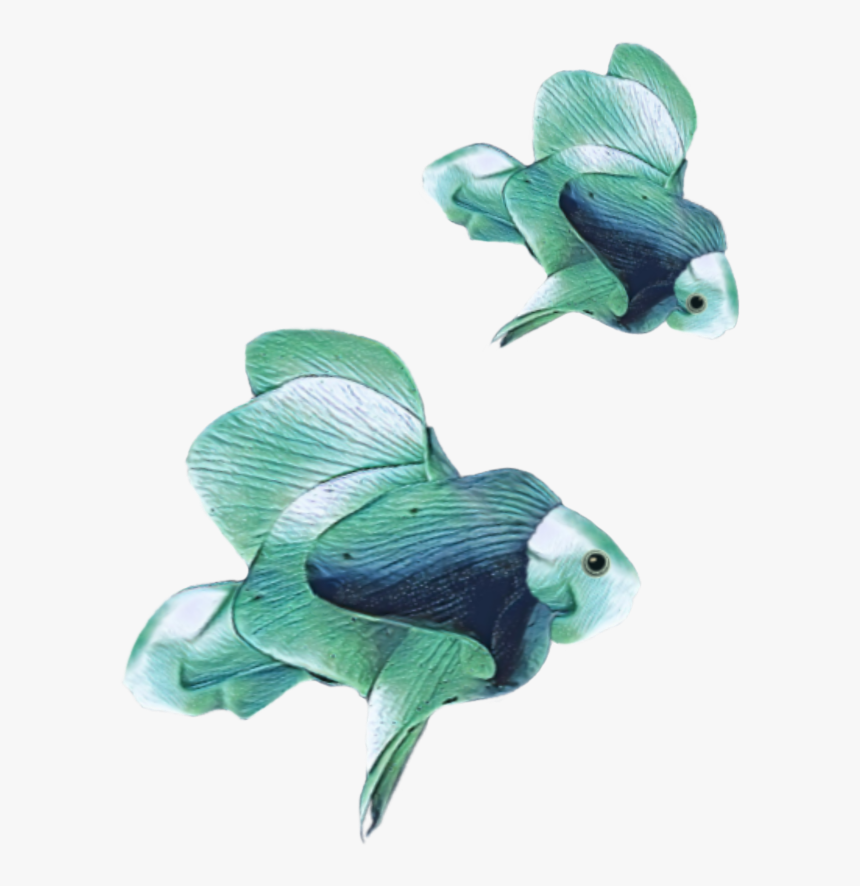 Transparent Angelfish Png - Pomacentridae, Png Download