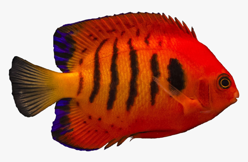 Coral Reef Fish, HD Png Download