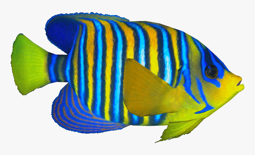 Clip Art King Angelfish - Royal Angelfish Transparent, HD Png Download