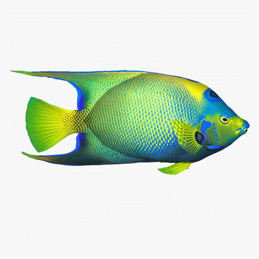 Queenangelfishdd - Coral Reef Fish, HD Png Download