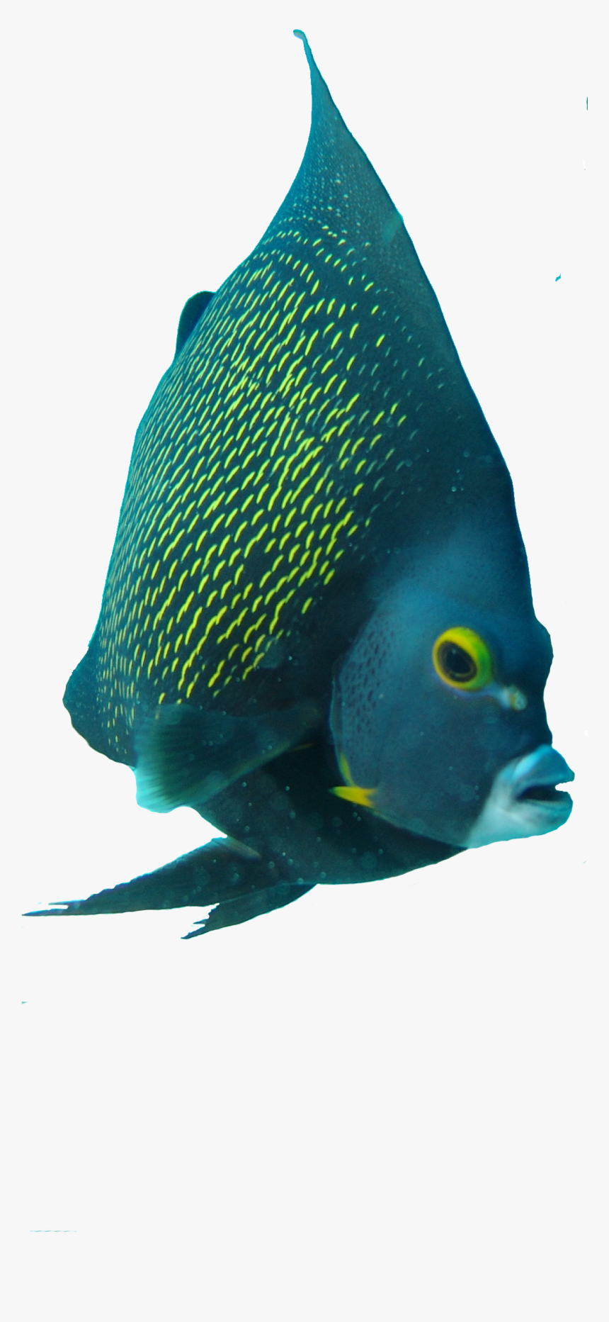 Angelfish Png, Transparent Png