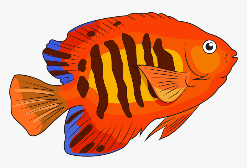 Coral Reef Fish, HD Png Download