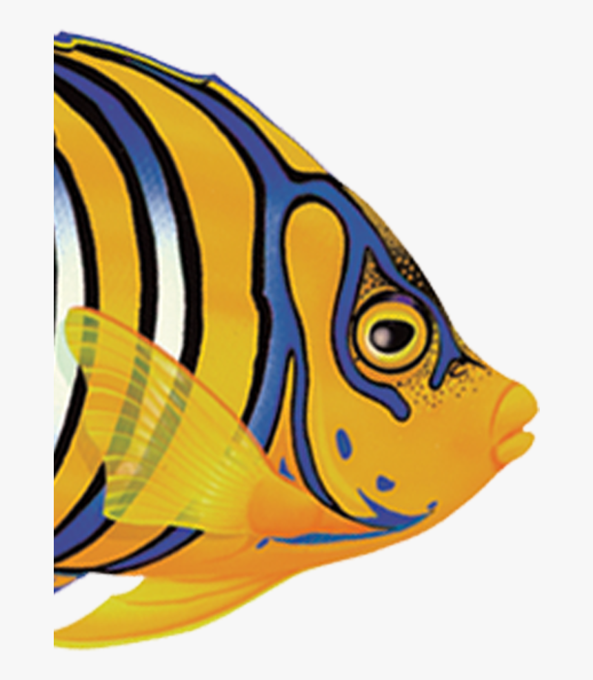Coral Reef Fish, HD Png Download