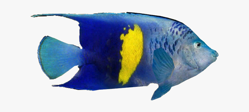 Arabian Angelfish V2 - Coral Reef Fish, HD Png Download