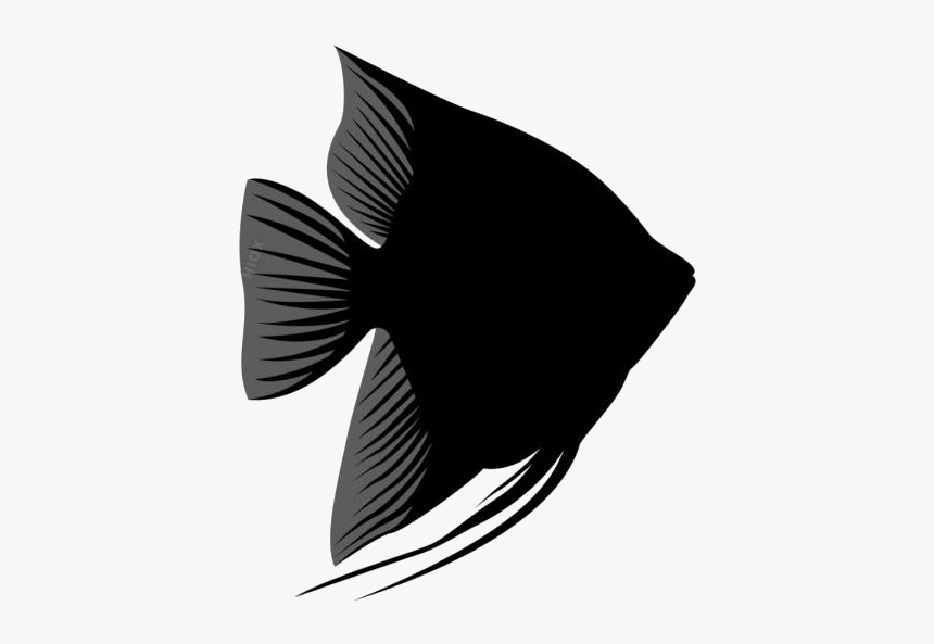 Black Blue Angel Fish Png Transparent Background - Illustration, Png Download