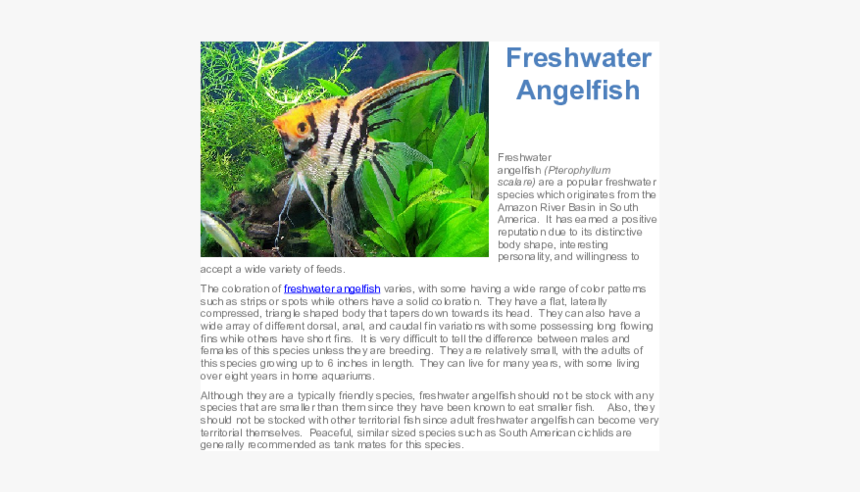 Tree, HD Png Download