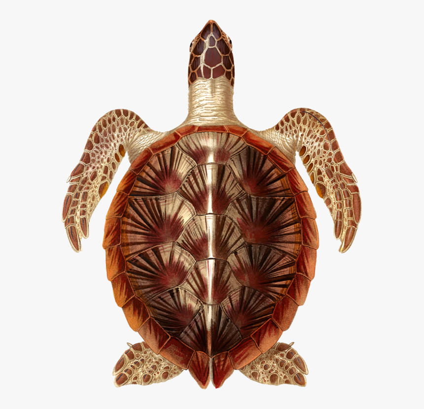 Turtle,reptile,tortoise - Hawksbill Sea Turtle, HD Png Download