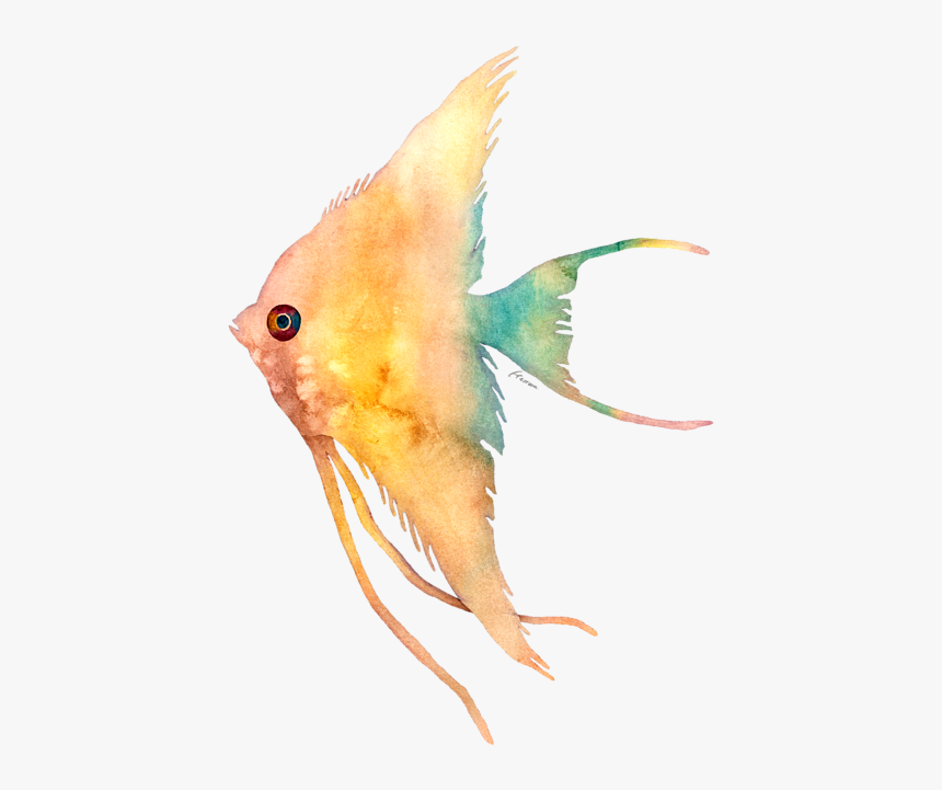 Bird, HD Png Download