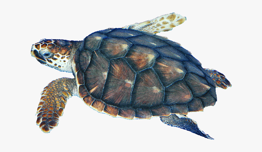Clip Art Pics Of Turtles, HD Png Download