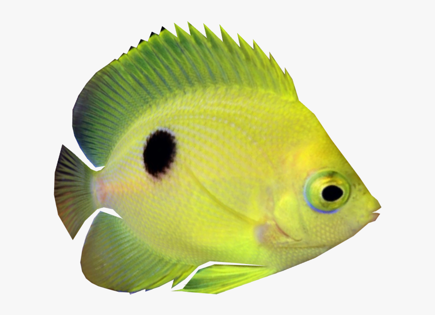Coral Reef Fish, HD Png Download