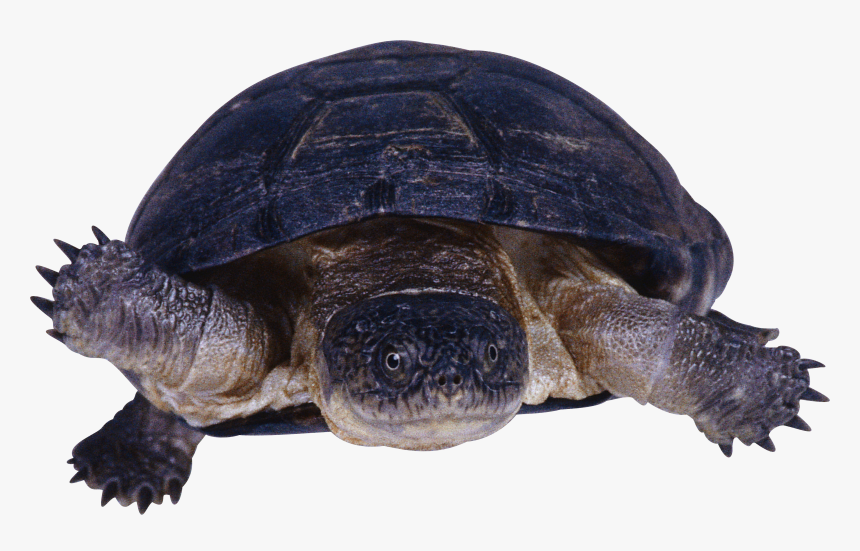 Download This High Resolution Turtle Png In High Resolution - Snapping Turtle Transparent Background, Png Download