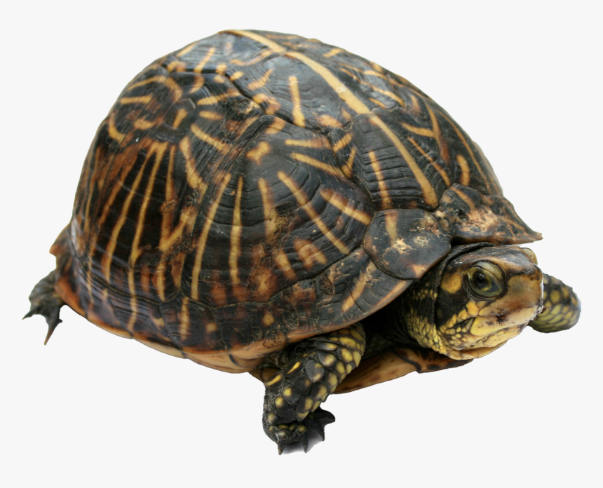 Florida Tortoise, HD Png Download