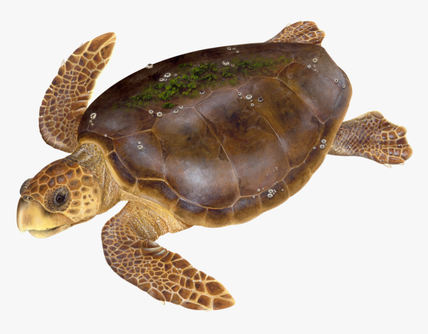 Witherington2018-3 - Green Sea Turtle, HD Png Download