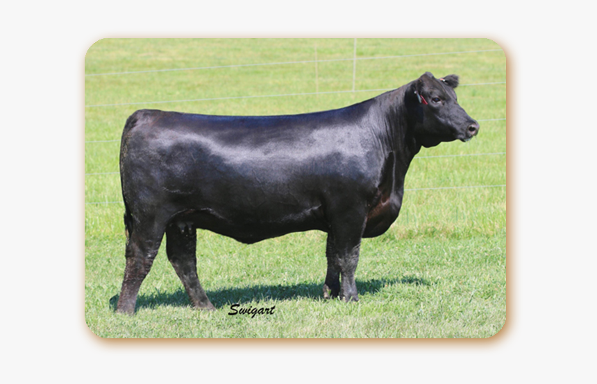 Rb Lady Confidence - Dairy Cow, HD Png Download
