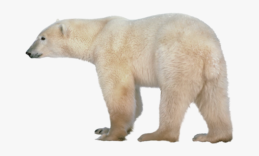 Polar Bear Png, Transparent Png