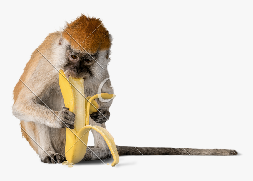 Monkey Banana Photos By Canva - Monkey Banana Eat Png, Transparent Png