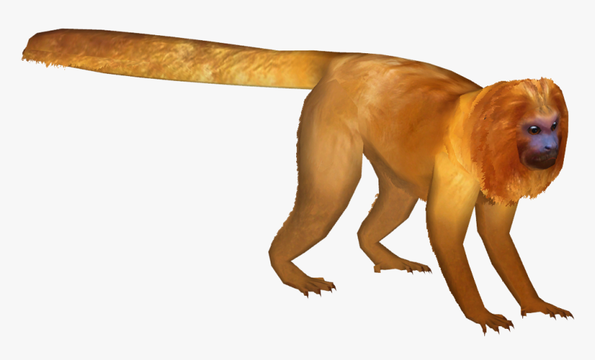 Thumb Image - Golden Lion Tamarin Png, Transparent Png