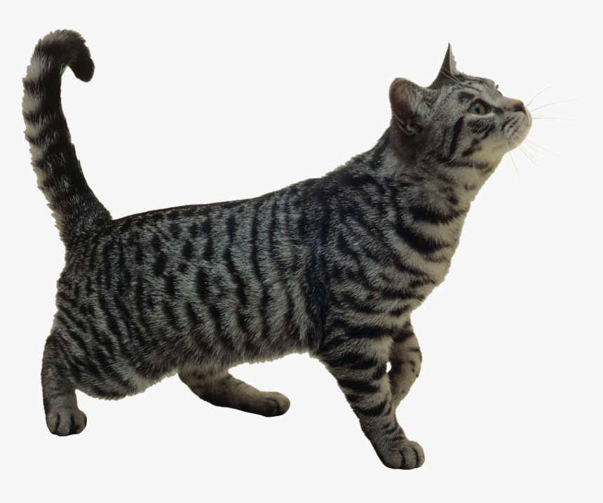 Cat Png - Niche Cat Png, Transparent Png